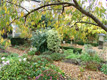 Jane Cartney - Artists Garden